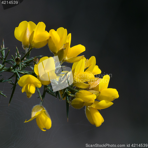 Image of Yellow Gorse Flowers with Dark Background.