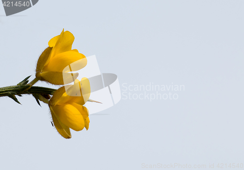 Image of Yellow Gorse Flowers with Sky and Copy Space