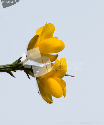 Image of Yellow Gorse Flowers against Sky