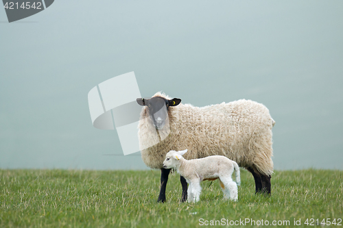 Image of Ewe and Lamb