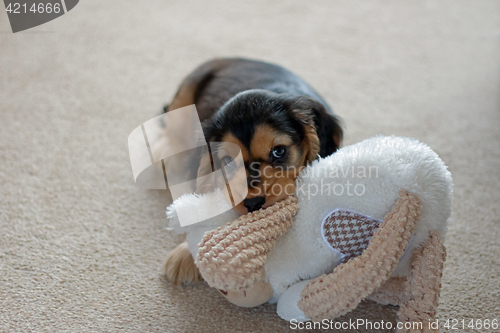 Image of English Cocker Spaniel Puppy