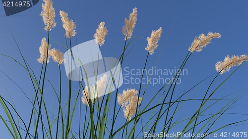 Image of rendered blooming ryegrass