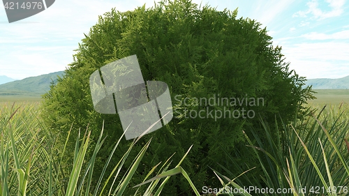 Image of Cypress in a field of ornamental grass
