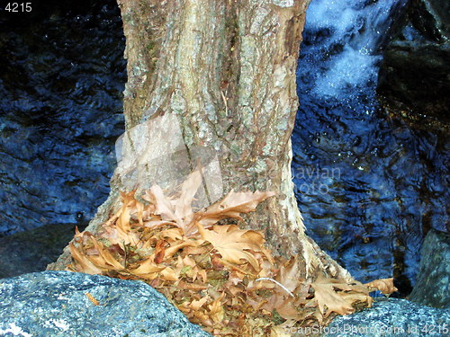 Image of Water tree