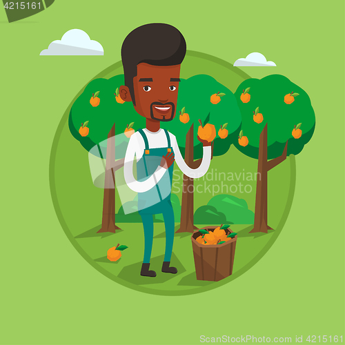 Image of Farmer collecting oranges vector illustration.