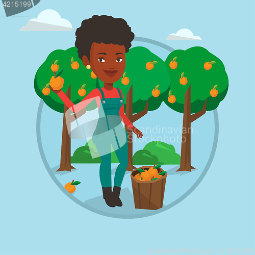 Image of Farmer collecting oranges vector illustration.