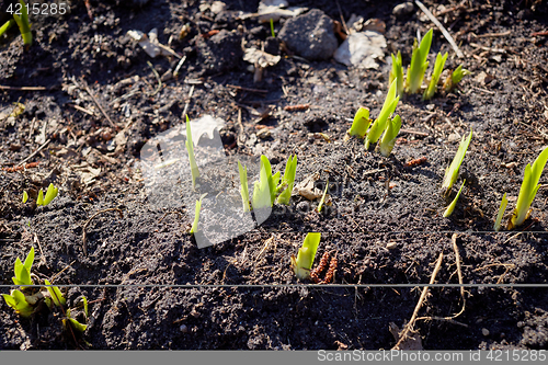 Image of new sprouts in springtime