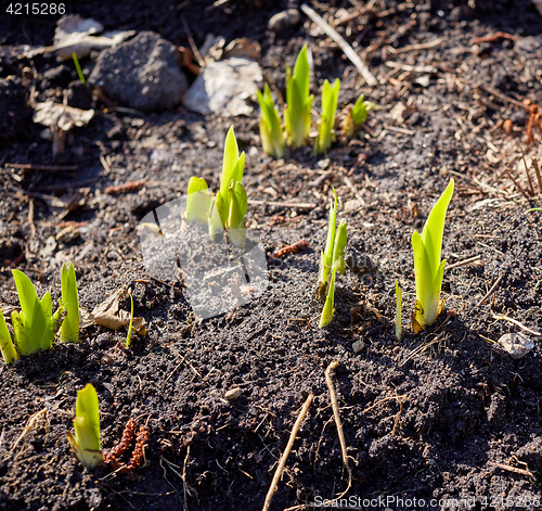 Image of new sprouts in springtime