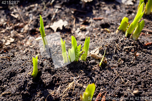 Image of new sprouts in springtime