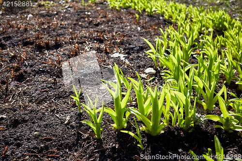 Image of new sprouts in springtime