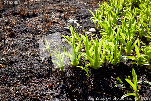 Image of new sprouts in springtime