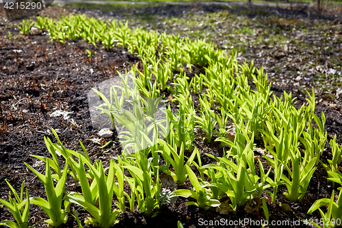 Image of new sprouts in springtime