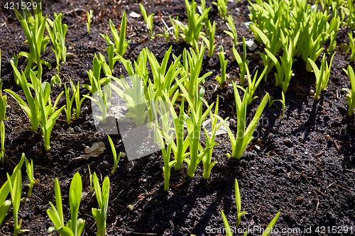 Image of new sprouts in springtime