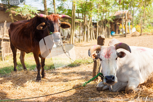 Image of Cows with tika