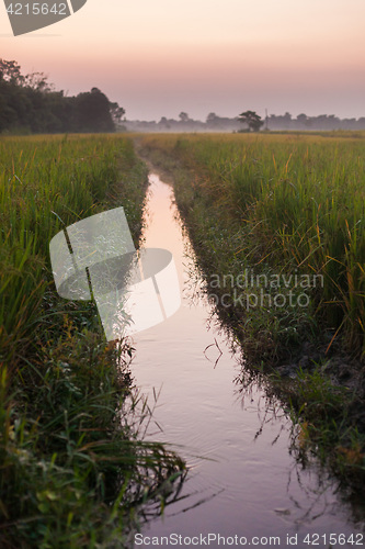 Image of Rice fields at dusk, Nepal