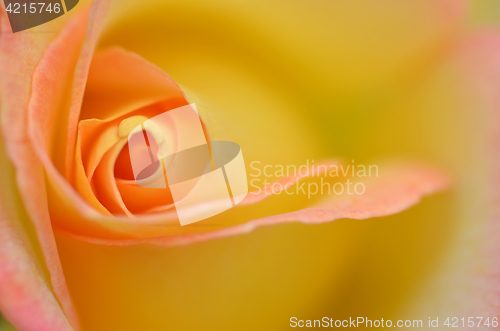 Image of Beautifu yellow rose flower