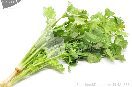 Image of Fresh coriander bunch