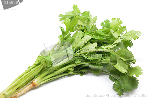 Image of Fresh coriander bunch 