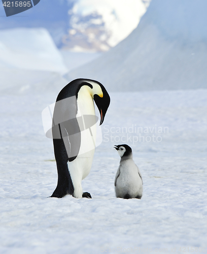 Image of Emperor Penguins with chick