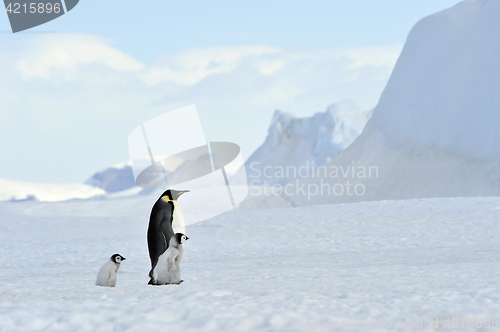 Image of Emperor Penguins with chick