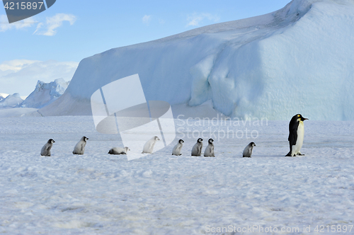 Image of Emperor Penguins with chick