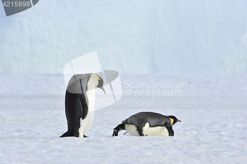 Image of Two Emperor Penguins on the snow