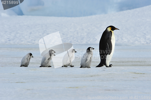 Image of Emperor Penguins with chick