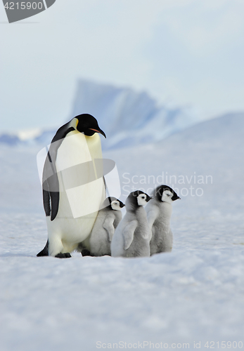 Image of Emperor Penguins with chick