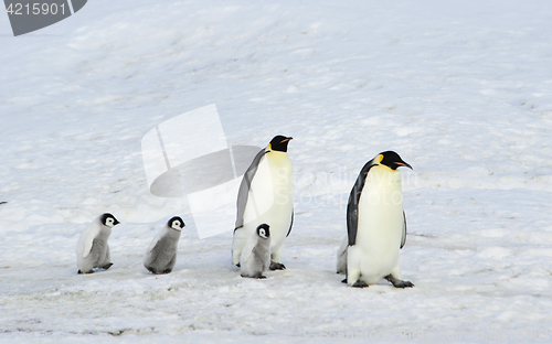 Image of Emperor Penguins with chick