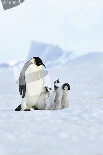 Image of Emperor Penguins with chick