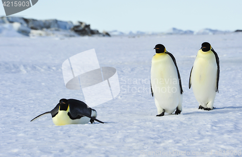 Image of Three Emperor Penguins on the snow