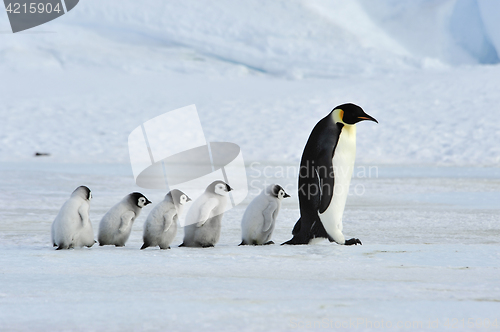 Image of Emperor Penguins with chick