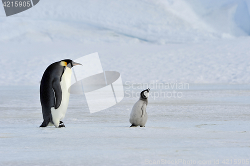 Image of Emperor Penguins with chick