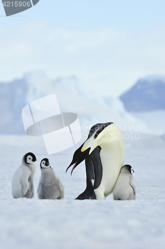 Image of Emperor Penguins with chick