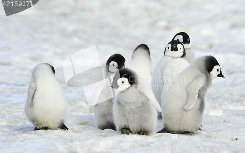 Image of Emperor Penguins chicks