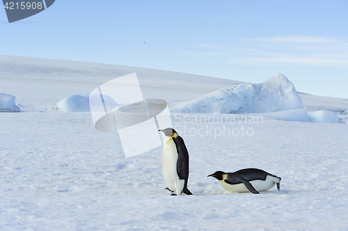 Image of Two Emperor Penguins on the snow