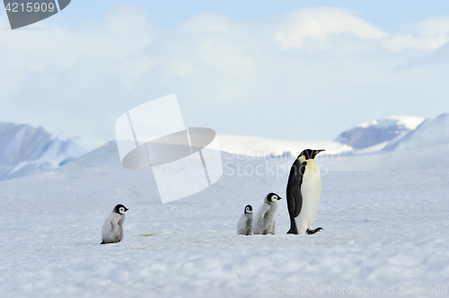 Image of Emperor Penguins with chick