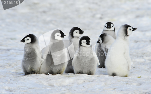 Image of Emperor Penguins chicks