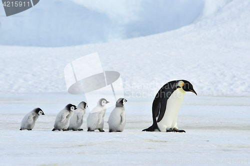 Image of Emperor Penguins with chick