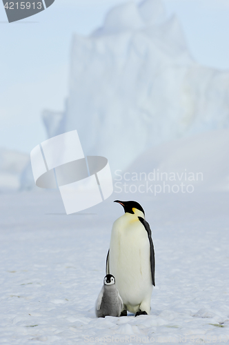 Image of Emperor Penguins with chick