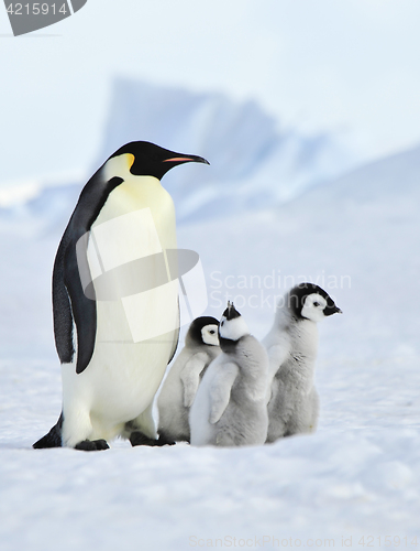 Image of Emperor Penguins with chick