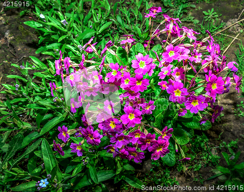 Image of Flower bed with flowering primroses in the garden in the spring.