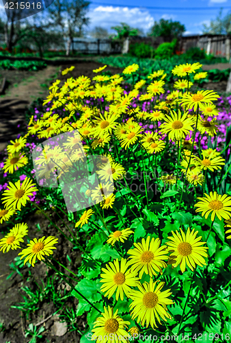 Image of Flowering decorative yellow garden chamomiles in spring