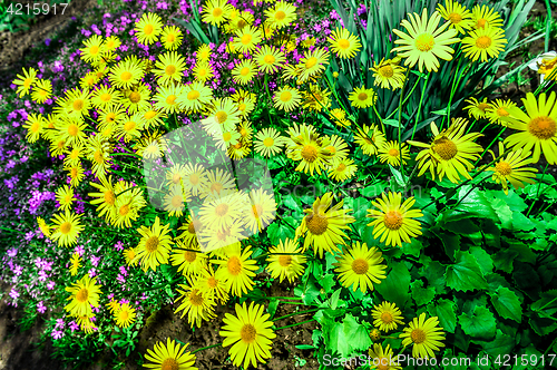 Image of Flowering decorative yellow garden chamomiles in spring