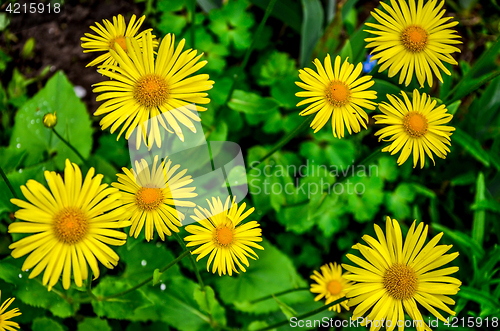 Image of Flowering decorative yellow garden chamomiles in spring