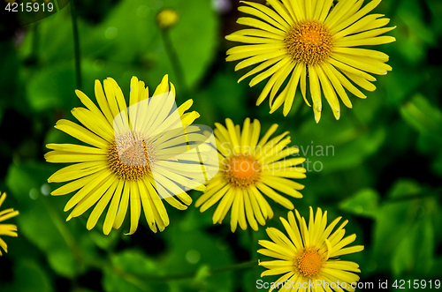 Image of Flowering decorative yellow garden chamomiles in spring