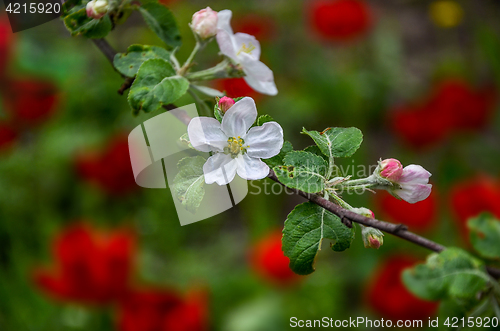 Image of Landscape with a spring flowering pear in the garden