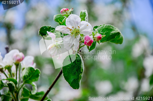 Image of Landscape with a spring flowering pear in the garden