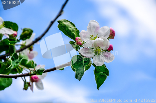 Image of Landscape with a spring flowering pear in the garden