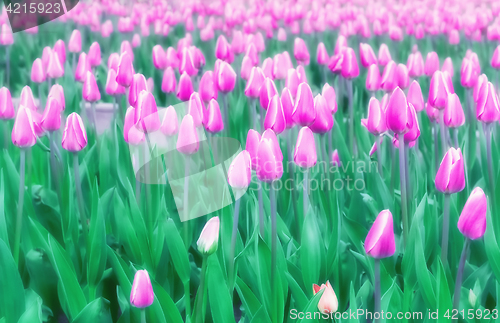 Image of Soft Blur Lilac Tulips Field